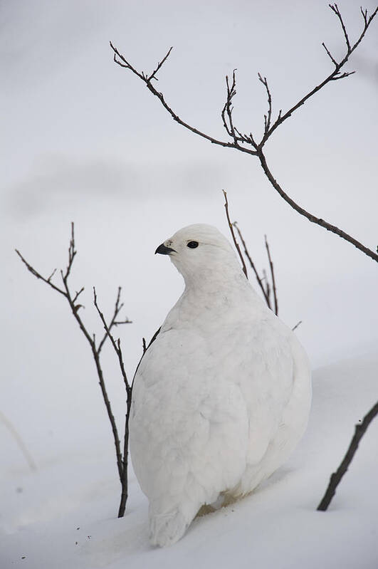 Feb0514 Poster featuring the photograph White-tailed Ptarmigan Camouflaged #1 by Michael Quinton