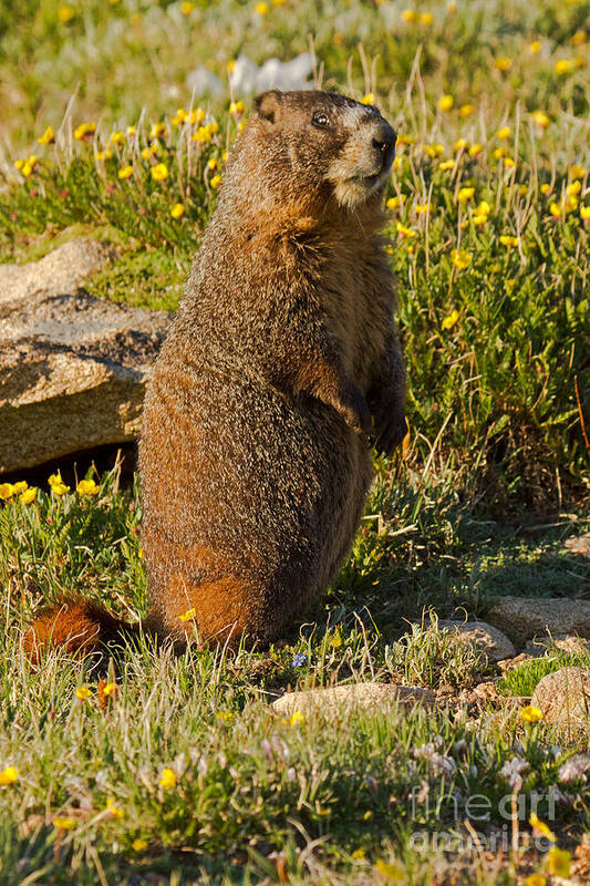 Animal Poster featuring the photograph Yellow Bellied Marmot on Alert in Rocky Mountain National Park #1 by Fred Stearns