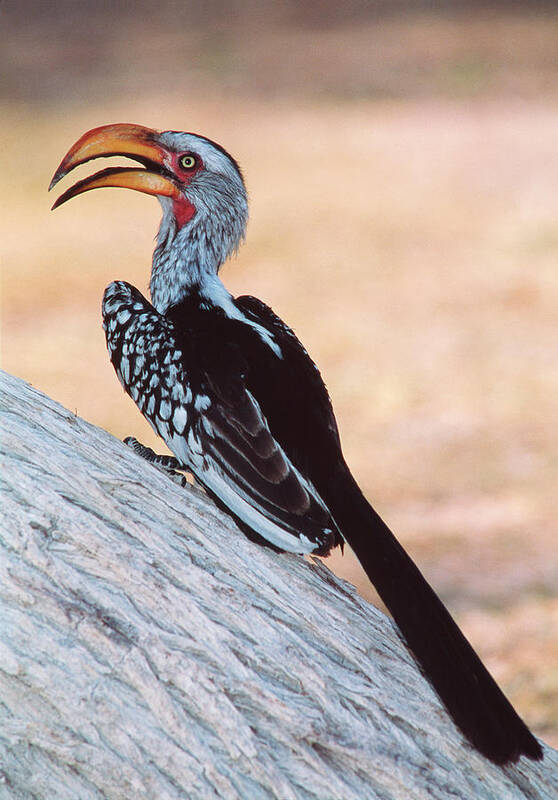 Yellow-billed Hornbill Poster featuring the photograph Yellow-billed Hornbill #1 by Tony Camacho/science Photo Library