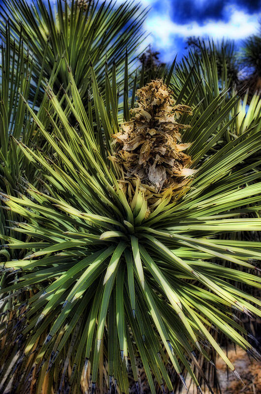 Yucca Poster featuring the photograph Yucca #1 by Hugh Smith