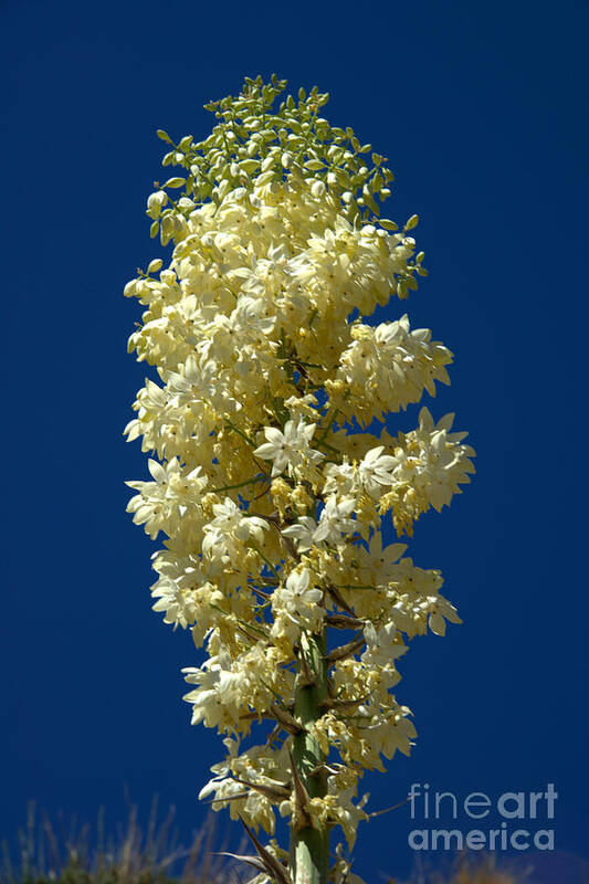 Yucca Poster featuring the photograph Yucca in Bloom #1 by Jane Axman