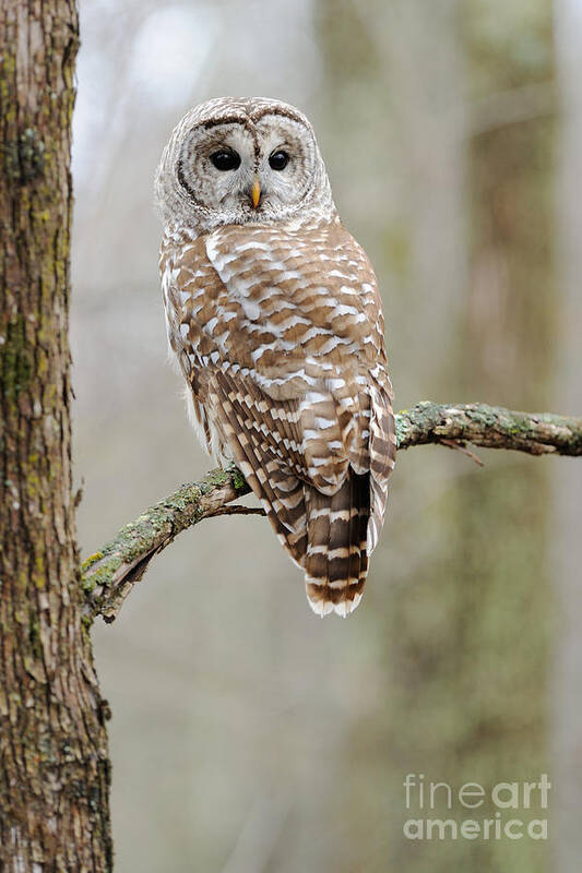 Barred Owl Poster featuring the photograph Barred Owl by Scott Linstead