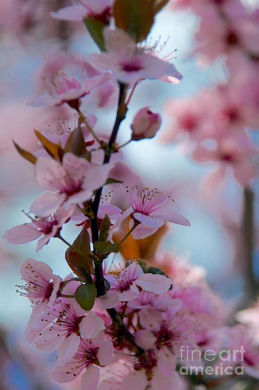 Buds Poster featuring the photograph Plum Tree Flowers #12 by Mark Dodd