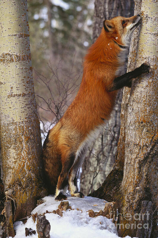 Outdoors Poster featuring the photograph Red Fox Vulpes Vulpes #13 by Art Wolfe