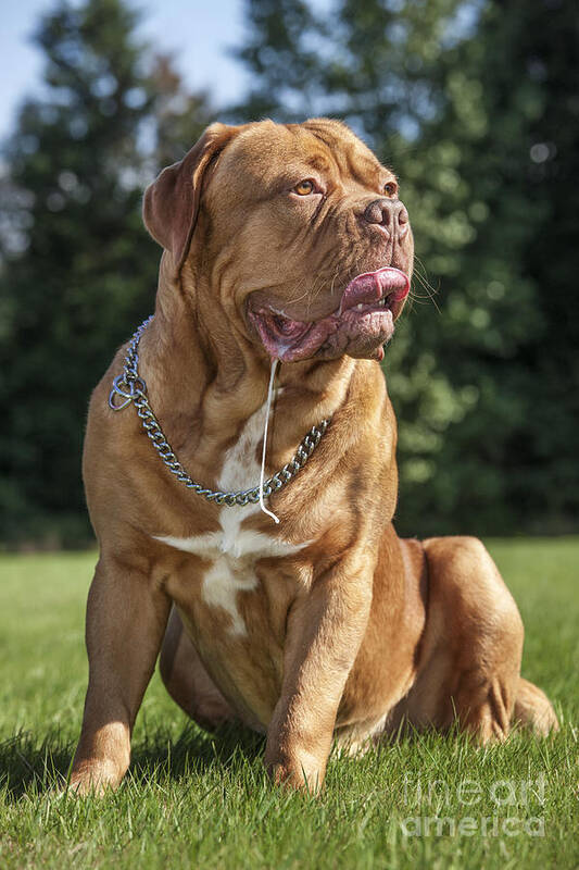 Dogue De Bordeaux Poster featuring the photograph 130918p005 by Arterra Picture Library
