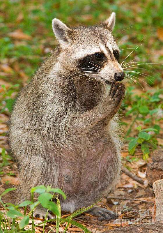 Raccoon (procyon Lotor) Poster featuring the photograph Raccoon #19 by Millard H. Sharp