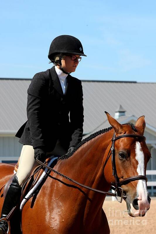 Horse Poster featuring the photograph 1hunter42 by Janice Byer