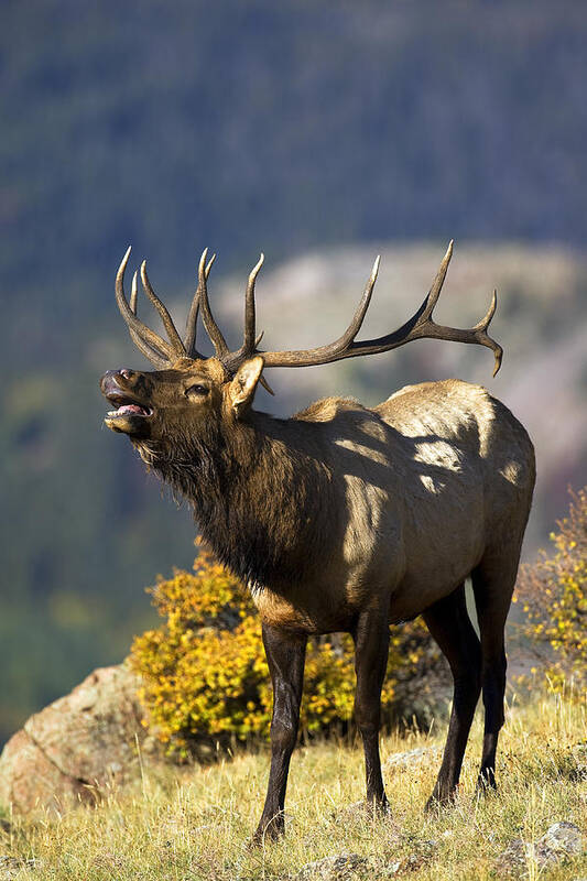 Autumn Poster featuring the photograph Autumn Bull Elk Bugling #2 by Gary Langley