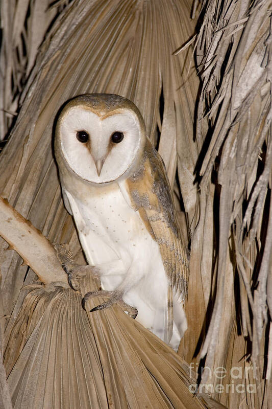 Alertness Poster featuring the photograph Barn Owl Tyto alba #2 by Eyal Bartov