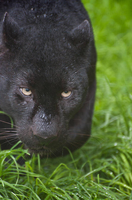 Cat Poster featuring the photograph Black leopard #2 by Matthew Gibson