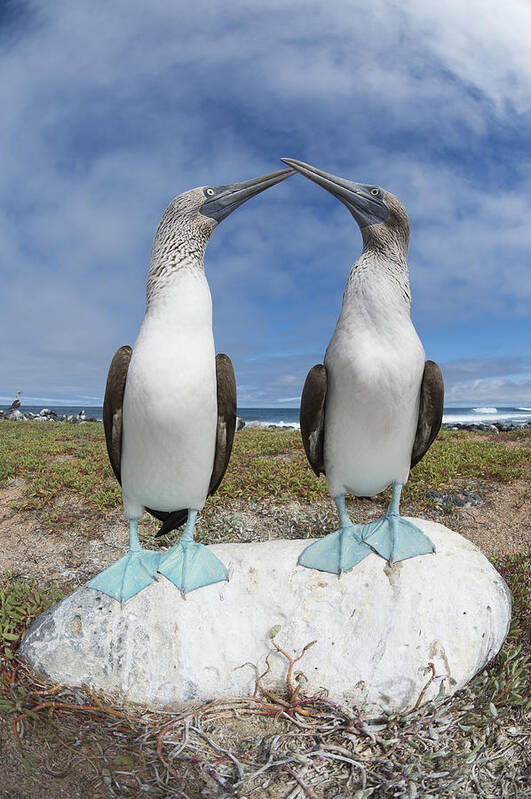 531693 Poster featuring the photograph Blue-footed Booby Pair Courting #2 by Tui De Roy