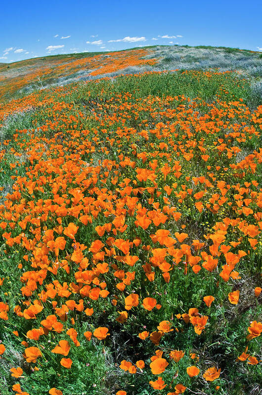 Abundance Poster featuring the photograph California Poppies, Antelope Valley #2 by Russ Bishop
