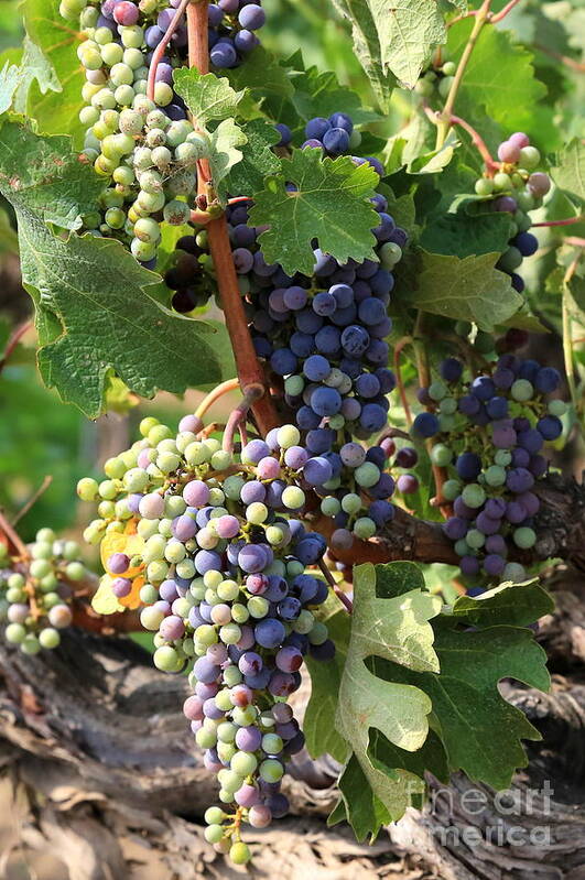 Grapes Poster featuring the photograph Colorful Grapes by Carol Groenen