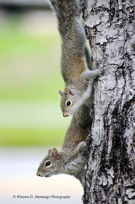 Eastern Gray Squirrel Poster featuring the photograph Eastern Gray Squirrel #2 by Winston D Munnings