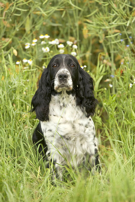 Dog Poster featuring the photograph English Springer Spaniel #2 by Jean-Michel Labat