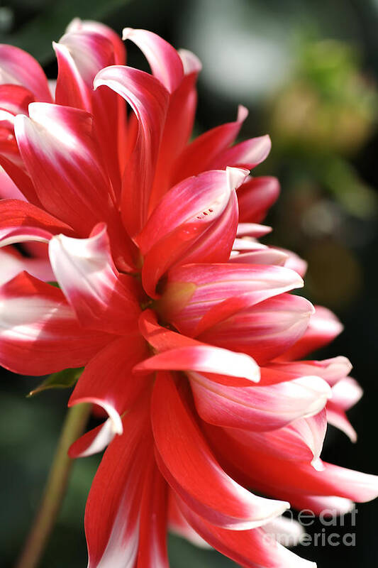 Fire And Ice Poster featuring the photograph Flower-dahlia-red-white #1 by Joy Watson