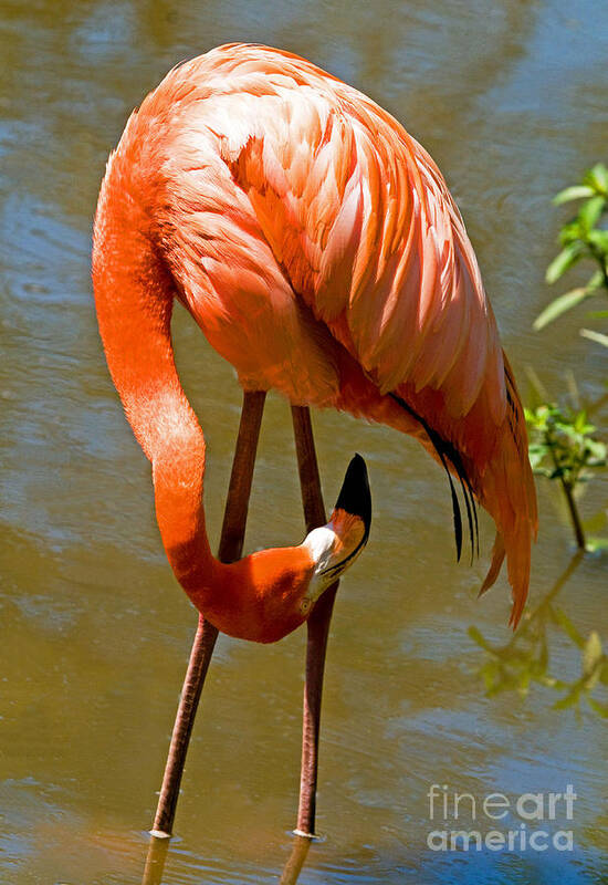 Nature Poster featuring the photograph Greater Flamingo #2 by Millard H. Sharp