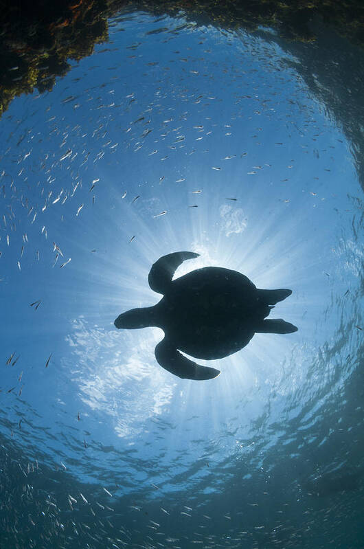 536791 Poster featuring the photograph Green Sea Turtle Galapagos Islands #2 by Tui De Roy