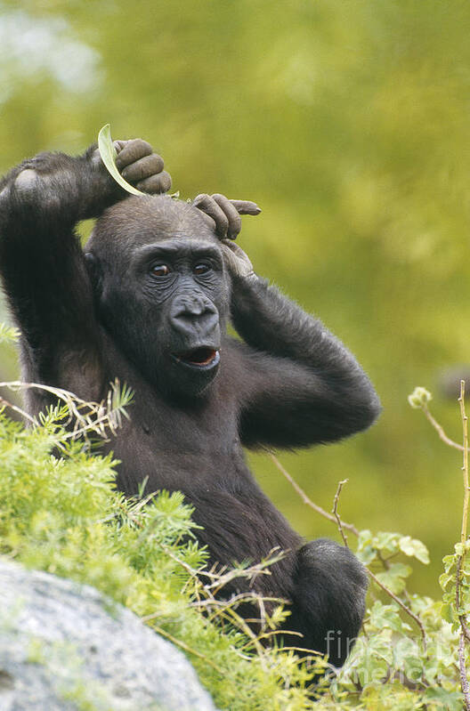 Animal Poster featuring the photograph Lowland Gorilla #2 by Art Wolfe