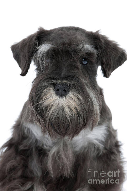 Dog Poster featuring the photograph Miniature Schnauzer Puppy #2 by Jean-Michel Labat