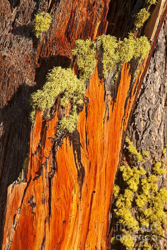 Autumn Poster featuring the photograph Old Mossy Tree Grand Teton National Park #2 by Fred Stearns