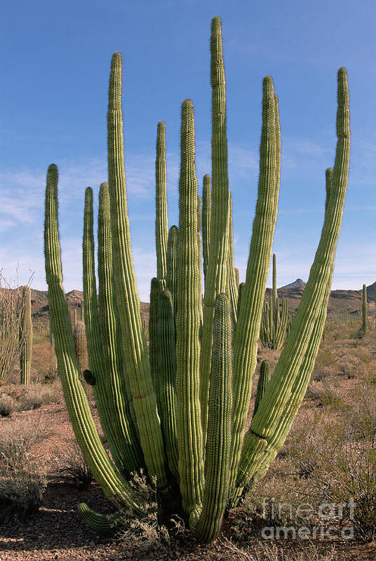 00343701 Poster featuring the photograph Organ Pipe Cactus by Yva Momatiuk John Eastcott