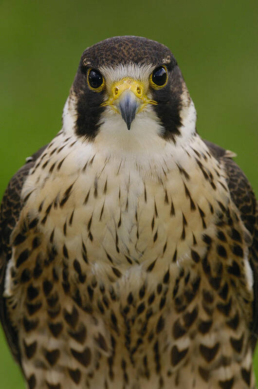 Feb0514 Poster featuring the photograph Peregrine Falcon Portrait Ecuador #2 by Pete Oxford
