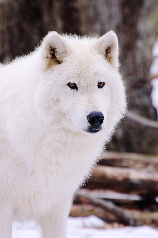 Wolf Poster featuring the photograph Polar Wolf #2 by Gary Slawsky