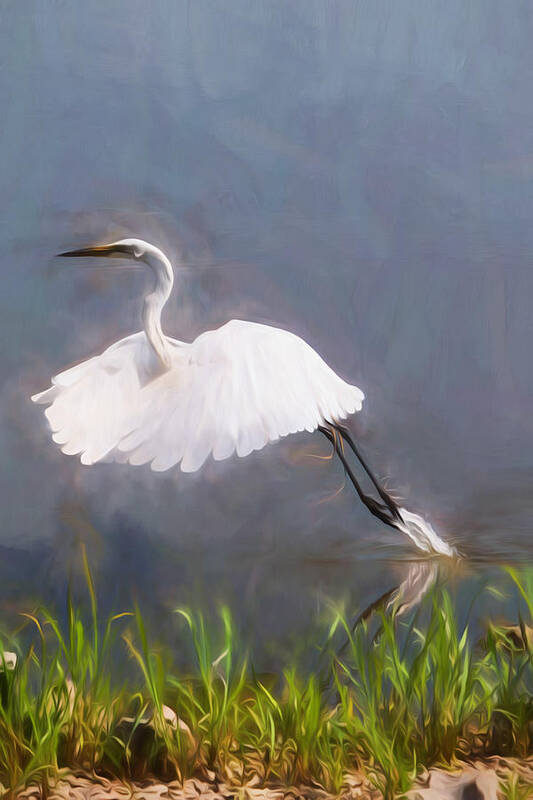 Egret Poster featuring the photograph Taking Flight by John Freidenberg