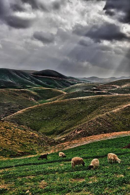 Israel Poster featuring the photograph The Lord Is My Shepherd Judean Hills Israel #2 by Mark Fuller