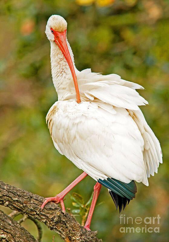 Nature Poster featuring the photograph White Ibis #2 by Millard H. Sharp