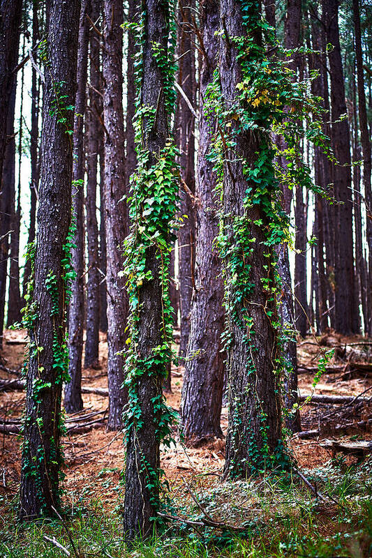 Conifer Poster featuring the photograph 20150218113311fla24193c1p by Fernando Lopez Arbarello