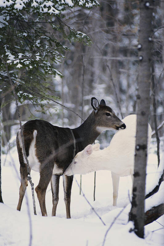 Nature Poster featuring the photograph Albino And Normal White-tailed Deer #3 by Thomas & Pat Leeson