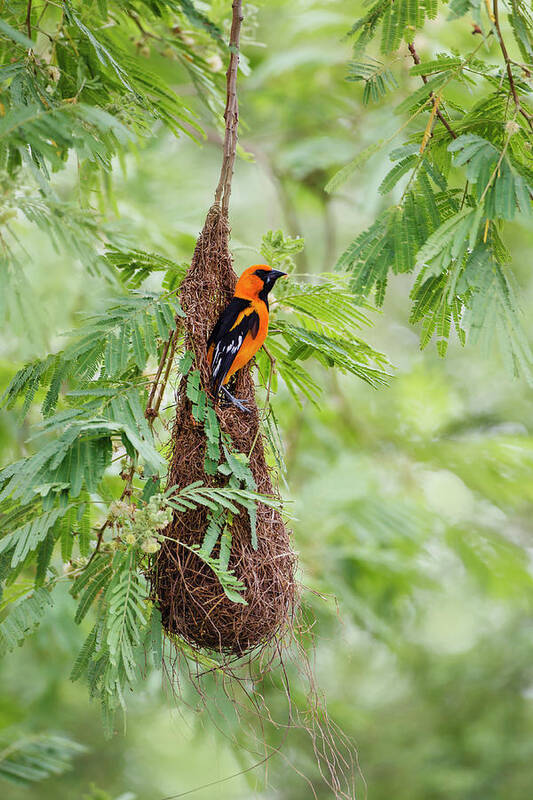 Adult Poster featuring the photograph Altamira Oriole (icterus Gularis #3 by Larry Ditto