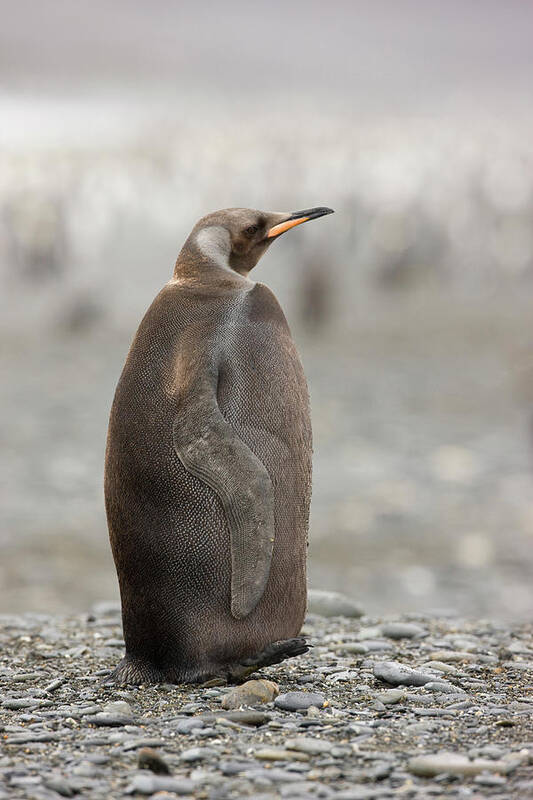 Animal Poster featuring the photograph Antarctica, South Georgia, Salisbury #3 by Jaynes Gallery