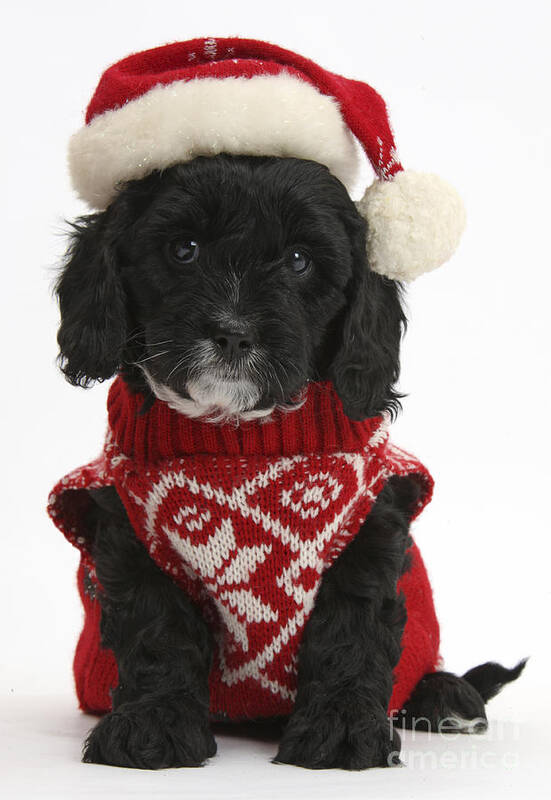 Black Cavapoo Pup Poster featuring the photograph Cavapoo Puppy In Christmas Hat #3 by Mark Taylor