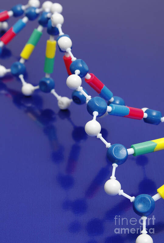 Dna Poster featuring the photograph Dna Double Helix #3 by GIPhotoStock