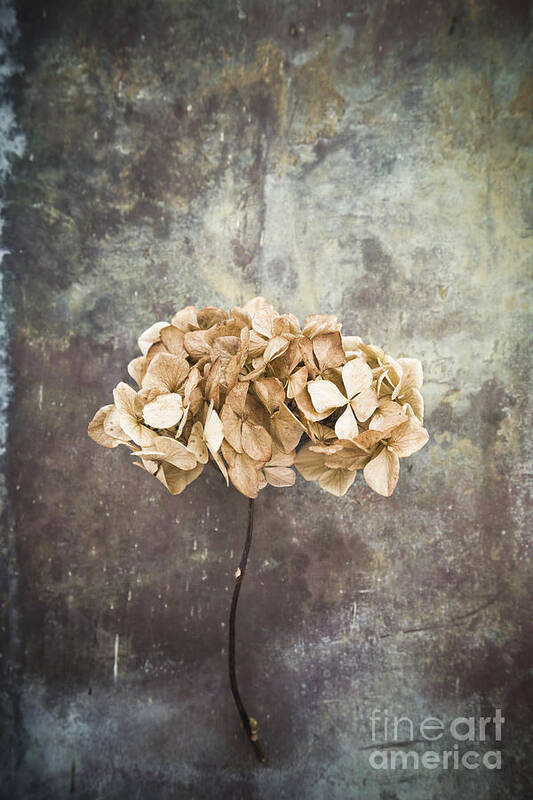 Abstract Poster featuring the photograph Hydrangea #2 by Maria Heyens