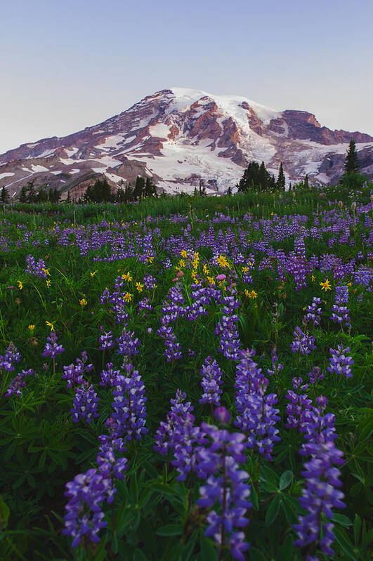 Mt.rainier National Park Poster featuring the photograph Mt.Rainier with wild flower #3 by Hisao Mogi