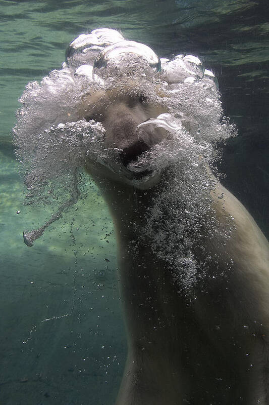 Feb0514 Poster featuring the photograph Polar Bear Swimming Underwater #3 by San Diego Zoo