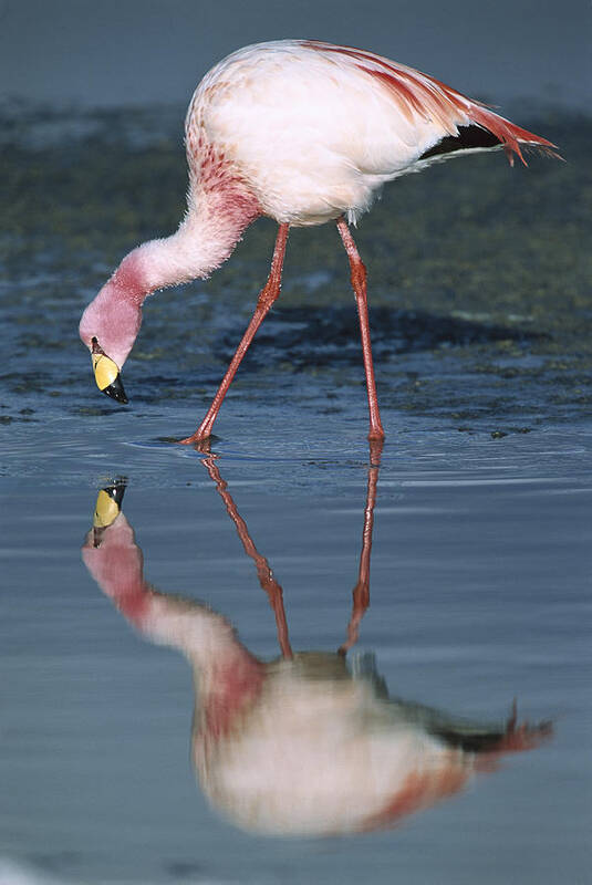 Feb0514 Poster featuring the photograph Puna Flamingo Feeding In Laguna #3 by Tui De Roy