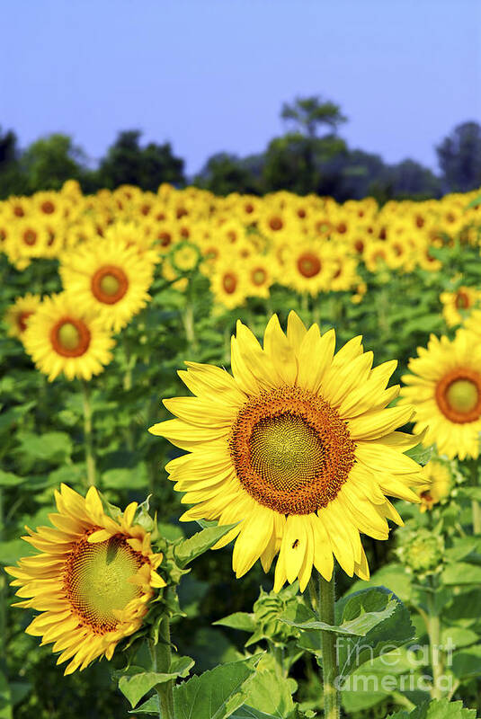Sunflower Poster featuring the photograph Sunflower field 2 by Elena Elisseeva