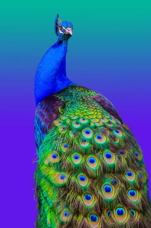 Aviary Poster featuring the photograph Peacock #30 by Brian Stevens