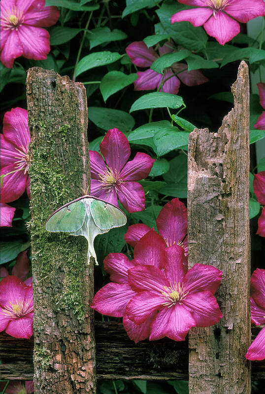 Clematis Poster featuring the photograph USA, Pennsylvania #35 by Jaynes Gallery