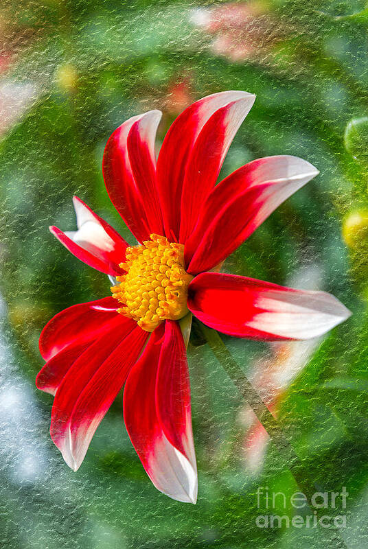 Dahlia Poster featuring the photograph Dahlia #1 by Bernd Laeschke