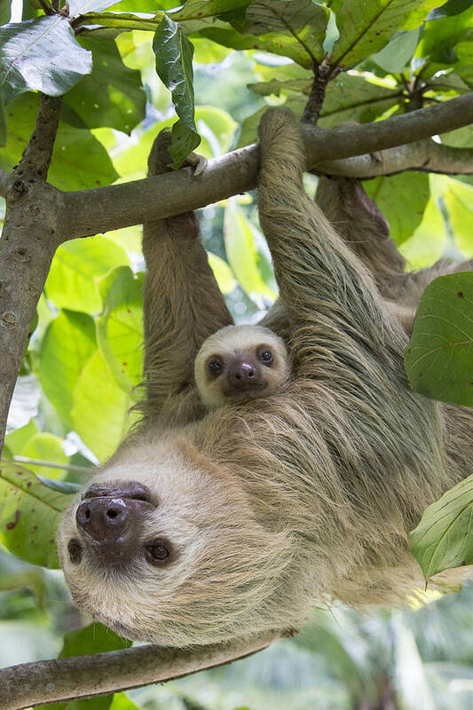 Suzi Eszterhas Poster featuring the photograph Hoffmanns Two-toed Sloth And Old Baby by Suzi Eszterhas