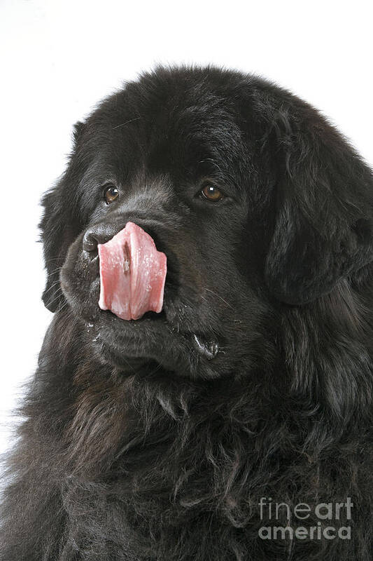 Newfoundland Poster featuring the photograph Newfoundland Dog #4 by Jean-Michel Labat