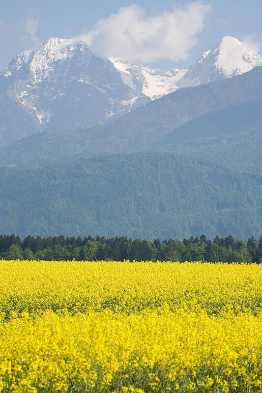 Brnik Poster featuring the photograph rapeseed field in Brnik with Kamnik Alps in the background #4 by Ian Middleton