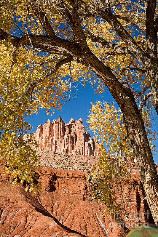 Afternoon Poster featuring the photograph The Castle Capitol Reef National Park #4 by Fred Stearns