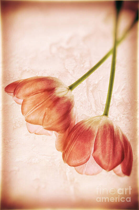 Tulip Poster featuring the photograph Tulip flowers by Charline Xia